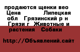 продаются щенки вео › Цена ­ 4 000 - Липецкая обл., Грязинский р-н, Грязи г. Животные и растения » Собаки   